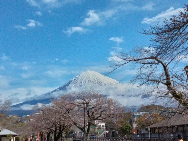 桜が咲きました